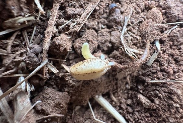 Wheat Germinating