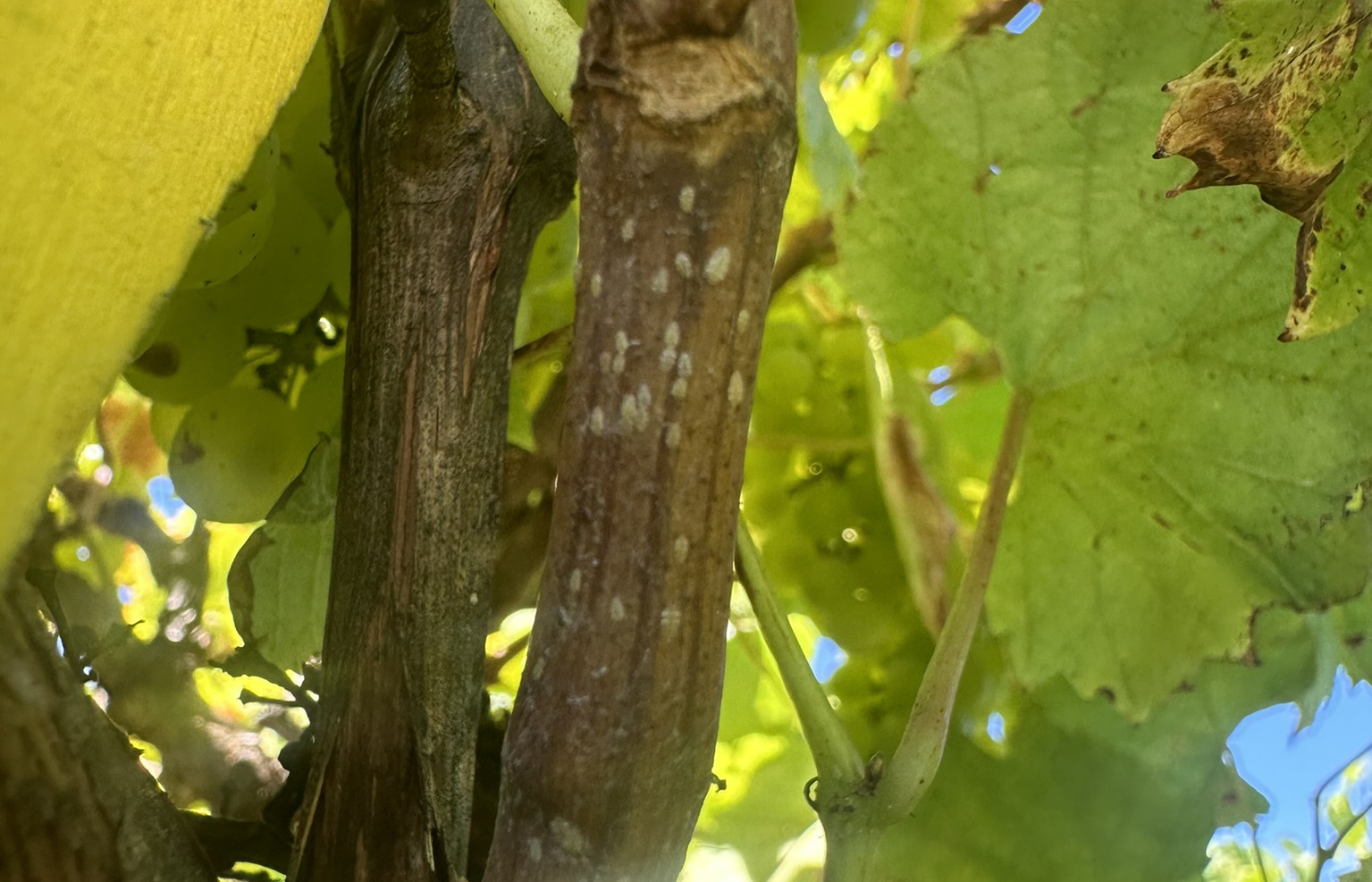 The Value of Viticulture to Australian Agriculture and the Challenge of Vine Scale Disease